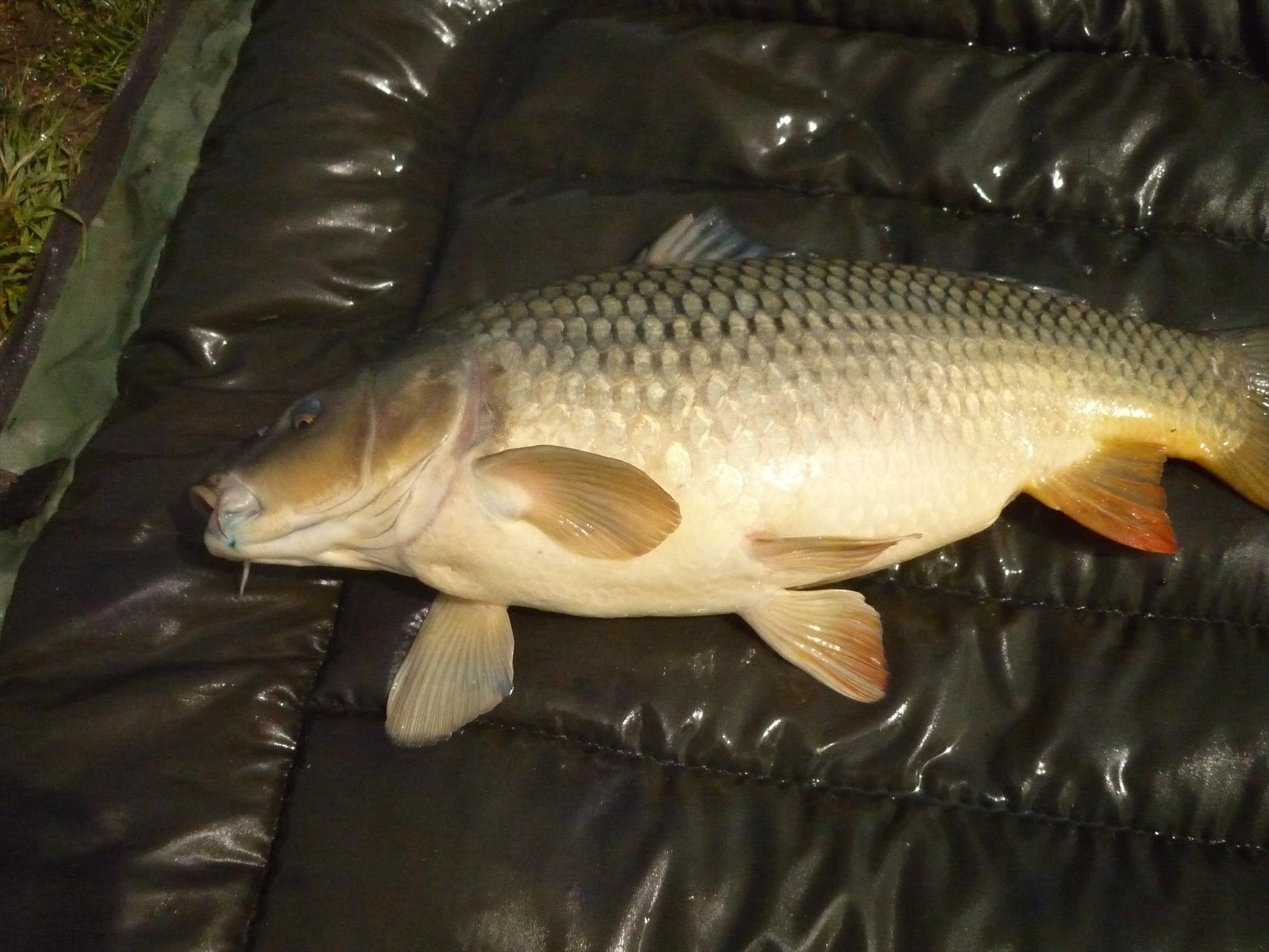 Stejeris 2011 - p1020006.JPG